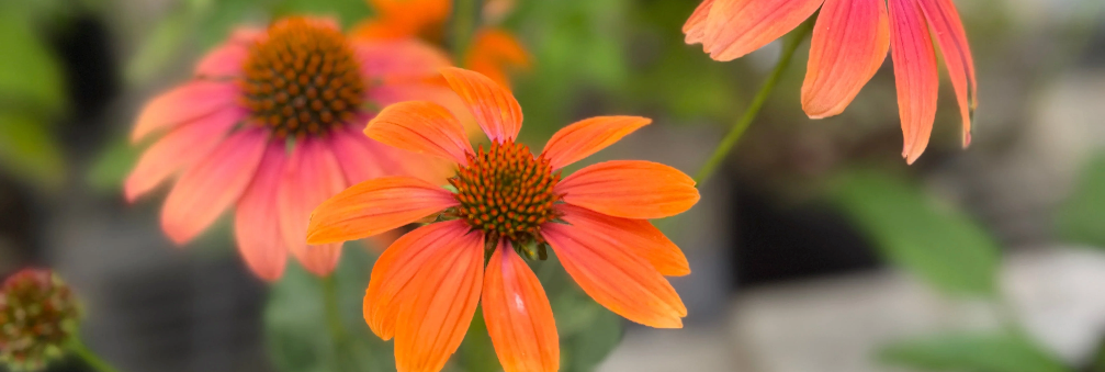 Coneflower Echinacea orange flower in bloom mid summer.